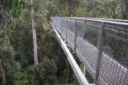 Otway_fly_2